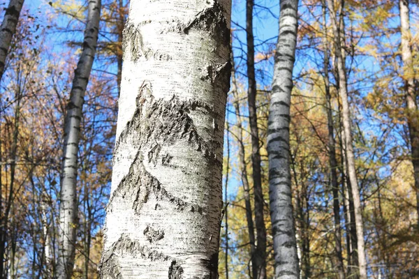 10月の黄色い紅葉の白樺林の白樺林などの白樺林の美しい風景 — ストック写真