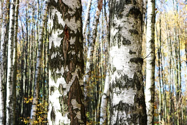10月份的黄秋白桦林和10月份的白桦林中的其他白桦树一样美丽的景色 — 图库照片