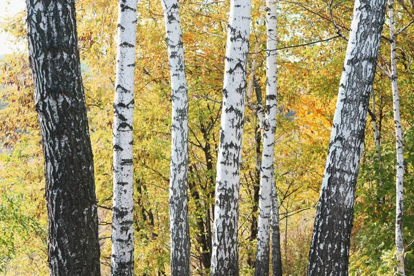 Hermosa Escena Con Abedules Bosque Abedules Otoño Amarillo Octubre Entre —  Fotos de Stock