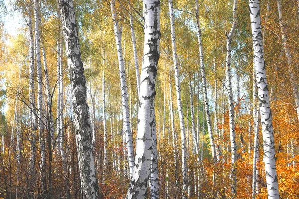 Schöne Szene Mit Birken Gelben Herbst Birkenwald Oktober Unter Anderen — Stockfoto