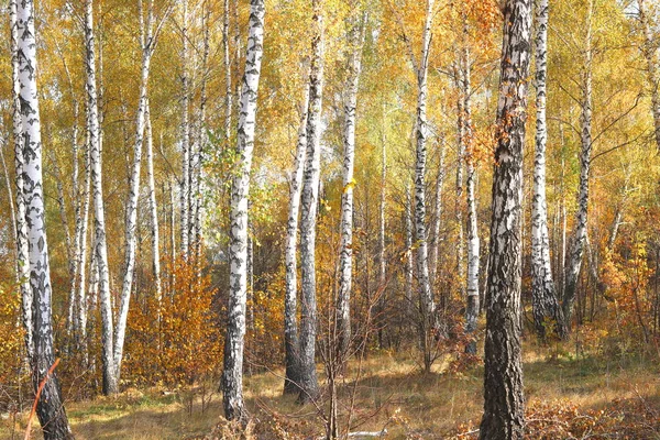 Beautiful Scene Birches Yellow Autumn Birch Forest October Other Birches — Stock Photo, Image