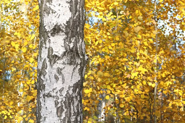 Belle Scène Avec Des Bouleaux Dans Forêt Jaune Bouleau Automne — Photo