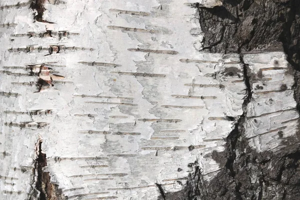 자작나무 껍질에 자작나무 줄무늬가 자작나무 무늬와 자작나무 — 스톡 사진