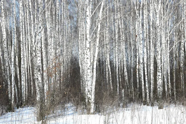 겨울에 자작나무들 사이에서 자작나무 껍질을 자작나무들 — 스톡 사진