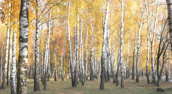 Hermosa Escena Con Abedules Bosque Abedules Otoño Amarillo Octubre Entre —  Fotos de Stock