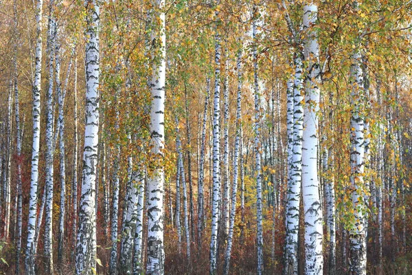 Hermosa Escena Con Abedules Bosque Abedules Otoño Amarillo Octubre Entre —  Fotos de Stock