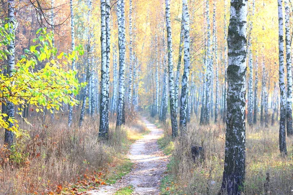 Belle Scène Avec Des Bouleaux Dans Forêt Jaune Bouleau Automne — Photo