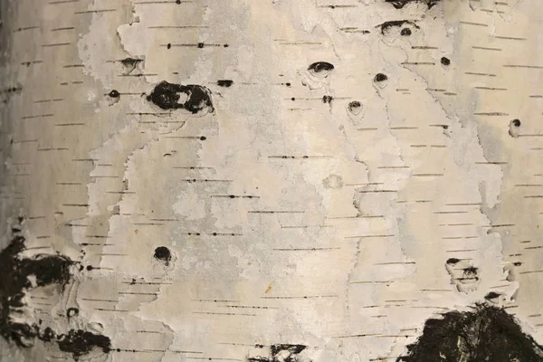 白桦树树皮上有黑桦树条纹和木桦树树皮纹理的桦树树皮图案 — 图库照片