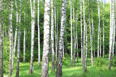 Güzel huş ağaçları ile beyaz huş ağacı kabuğu huş Grove yeşil huş ağacı yaprakları ile