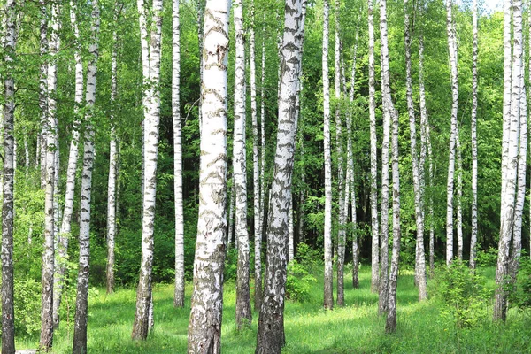 Fehér Nyír Kéreg Nyírfa Liget Zöld Nyírfa Levelek Gyönyörű Nyírfa — Stock Fotó