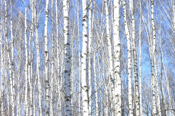 Vários Vidoeiros Com Casca Vidoeiro Branco Bosque Vidoeiro Entre Outros — Fotografia de Stock