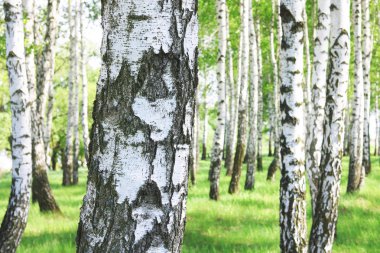 Güzel huş ağaçları ile beyaz huş ağacı kabuğu huş Grove yeşil huş ağacı yaprakları ile
