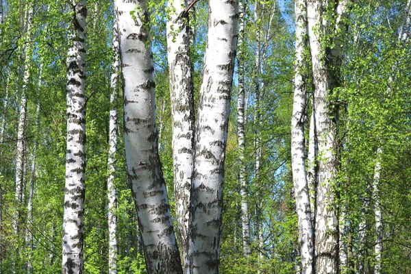 Belas Árvores Bétula Com Casca Bétula Branca Bosque Bétula Com — Fotografia de Stock