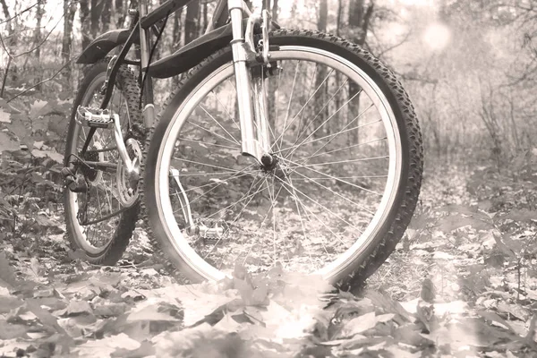 Foto Blanco Negro Bicicleta Montaña Moderna Bosque Otoño Fondo Luz — Foto de Stock