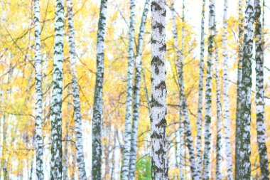 Huş ağacının diğer huş ağaçları arasında Ekim ayında sarı huş ağacında huş ağaçları ile güzel bir manzara