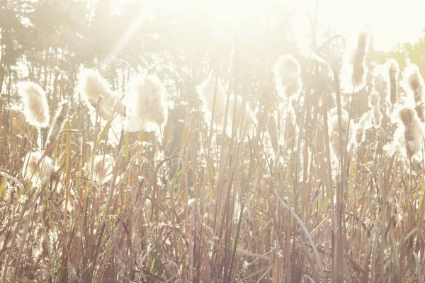 干燥的芦苇草在日落 芦苇草背景的景观 秋芦苇草背景 — 图库照片
