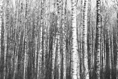 Huş Grove diğer ağaç arasında huş ağacı kabuğu ile siyah beyaz ağaç fotoğrafı siyah-beyaz