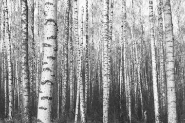 Huş Grove diğer ağaç arasında huş ağacı kabuğu ile siyah beyaz ağaç fotoğrafı siyah-beyaz