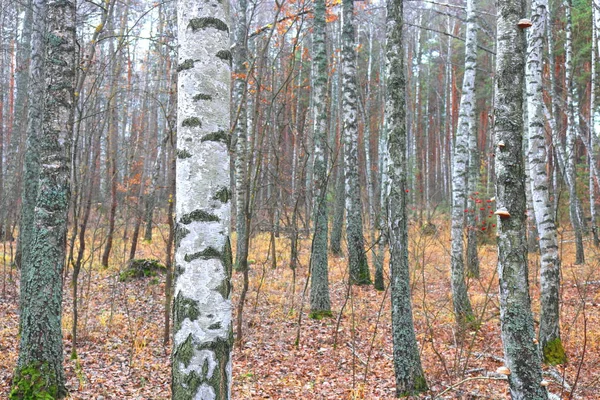 Mooie Scène Met Berken Gele Herfst Berkenbos Oktober Onder Andere — Stockfoto