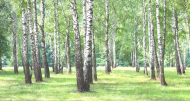 Güzel huş ağaçları ile beyaz huş ağacı kabuğu huş Grove yeşil huş ağacı yaprakları ile