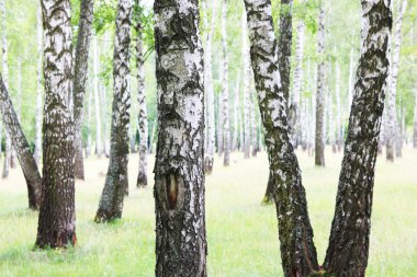 Güzel huş ağaçları ile beyaz huş ağacı kabuğu huş Grove yeşil huş ağacı yaprakları ile