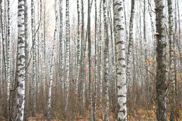 10月の黄色い紅葉の白樺林の白樺林などの白樺林の美しい風景 — ストック写真