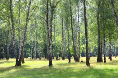 Güzel huş ağaçları ile beyaz huş ağacı kabuğu huş Grove yeşil huş ağacı yaprakları ile