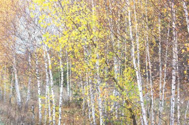 Huş ağacının diğer huş ağaçları arasında Ekim ayında sarı huş ağacında huş ağaçları ile güzel bir manzara