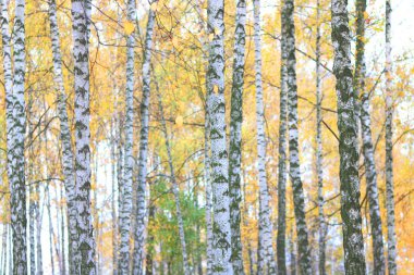 Huş ağacının diğer huş ağaçları arasında Ekim ayında sarı huş ağacında huş ağaçları ile güzel bir manzara