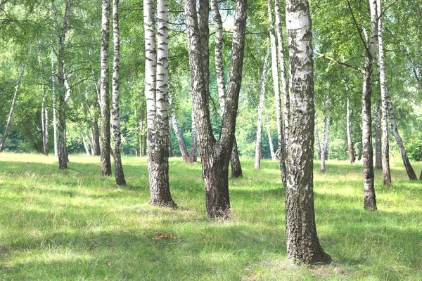 Mooie Berken Met Witte Berk Bast Berken Grove Met Groene — Stockfoto