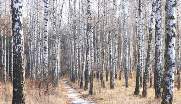 Beautiful Scene Birches Yellow Autumn Birch Forest October Other Birches — Stock Photo, Image