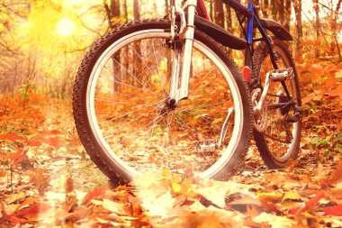 Dağ bisikleti sonbahar ormanda güzel sarı gün batımı sarı sonbahar ağaçlar ve sarı sonbahar yaprakları arasında arka plan üzerinde