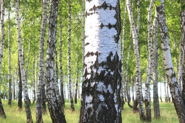 Güzel huş ağaçları ile beyaz huş ağacı kabuğu huş Grove yeşil huş ağacı yaprakları ile