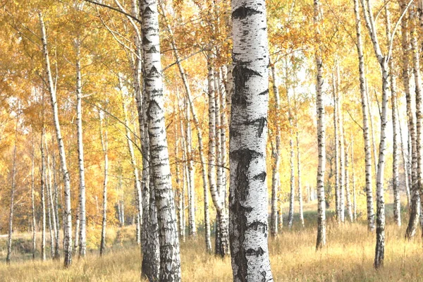 Gyönyörű Jelenet Nyírfákkal Sárga Ősszel Nyírfa Erdő Október Között Más — Stock Fotó