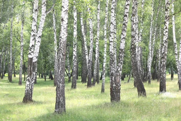 Belas Árvores Bétula Com Casca Bétula Branca Bosque Bétula Com — Fotografia de Stock