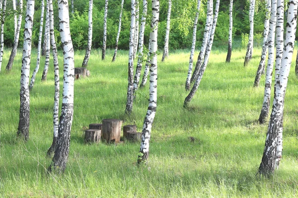 Fehér Nyír Kéreg Nyírfa Liget Zöld Nyírfa Levelek Gyönyörű Nyírfa — Stock Fotó