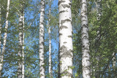 İlkbaharda huş ağacında siyah beyaz huş ağacına sahip genç huş ağacı diğer huş ağaçlarının arka planında.