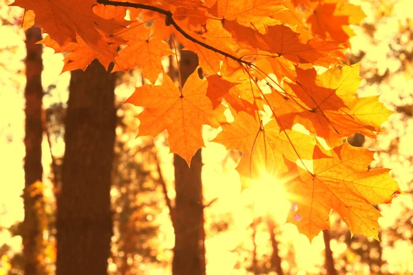 Sonnenstrahlen Herbstpark Zwischen Herbstlichen Ahornbäumen Bei Gutem Wetter — Stockfoto