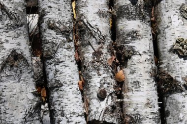 siyah ve beyaz huş ağacı kabuğu ve huş ağacı kabuğu doku ile huş günlükleri