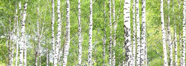Красивые Березы Белой Березовой Корой Березовой Роще Зелеными Листьями Березы — стоковое фото