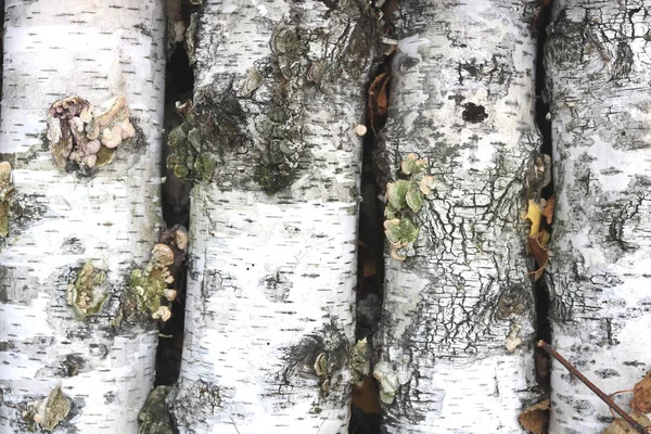 Björkved Med Svart Och Vit Näver Och Birch Bark Textur — Stockfoto