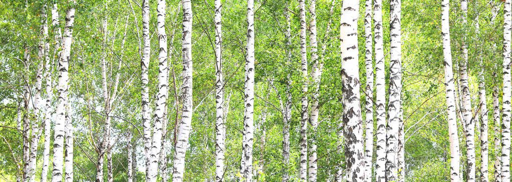 Beautiful birch trees with white birch bark in birch grove with green birch leaves