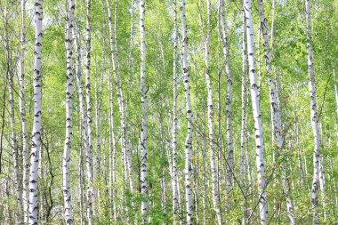 Güzel huş ağaçları ile beyaz huş ağacı kabuğu huş Grove yeşil huş ağacı yaprakları ile