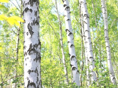 Güzel huş ağaçları ile beyaz huş ağacı kabuğu huş Grove yeşil huş ağacı yaprakları ile