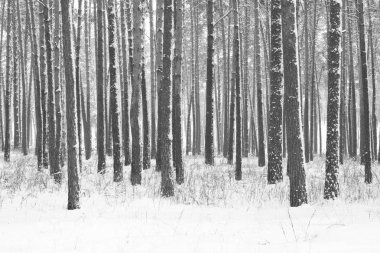 Siyah ve beyaz fotoğraf kış çam ormanının içinde soğuk ve rüzgarlı havalarda snowdrifts