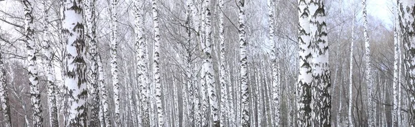 バーチ グローブに他の白樺の間で 月に秋の白樺の森で白樺の美しい景色のパノラマ写真 — ストック写真