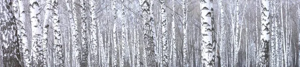 Panoramatické Fotografie Krásné Scény Břízy Podzimním Lese Břízy Listopadu Mezi — Stock fotografie
