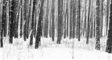 Siyah ve beyaz fotoğraf kış çam ormanının içinde soğuk ve rüzgarlı havalarda snowdrifts