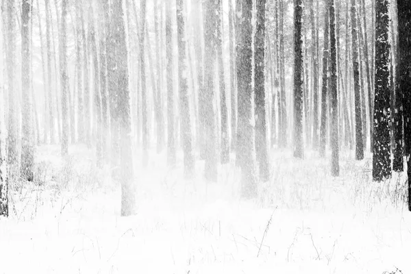 Černé Bílé Fotografie Zimní Borového Lesa Závěje Chladném Větrném Počasí — Stock fotografie