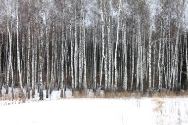 Kışın huş ağacında huş ağacı kabuğu olan siyah beyaz huş ağaçları ve diğer huş ağaçları.